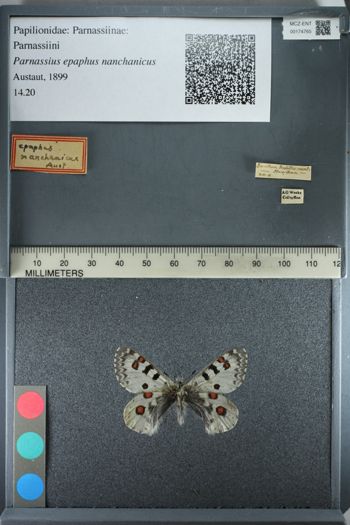 Media type: image;   Entomology 174765